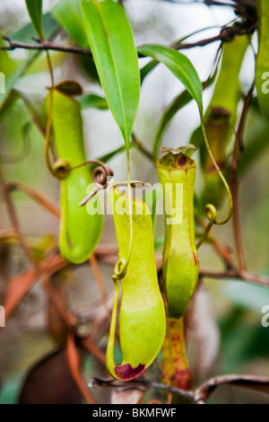 Plante carnivore Nepenthes albomarginata pitcher () dans Parc national de Bako. Kuching, Sarawak, Bornéo, Malaisie. Banque D'Images