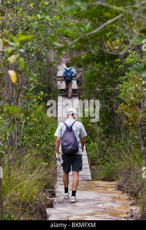 La randonnée à travers la forêt « kerangas » (sur un sentier dans le parc national de Bako. Kuching, Sarawak, Bornéo, Malaisie. Banque D'Images