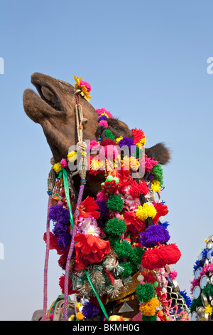 Camel décorées avec costumes traditionnels. Jaisalmer Desert Festival. Le Rajasthan. L'Inde Banque D'Images