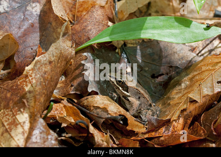 Grenouille des bois Rana sylvatica Printemps La Forêt de feuillus USA Banque D'Images