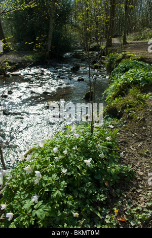 Un sentier de marche à travers les bois, le Porter Whiteley Vallée, Sheffield, Yorkshire du Sud. Banque D'Images