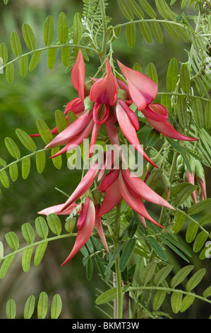 Kaka, bec Bec Perroquets, perroquets Bill (Clianthus puniceus), grappe de fleurs. Banque D'Images