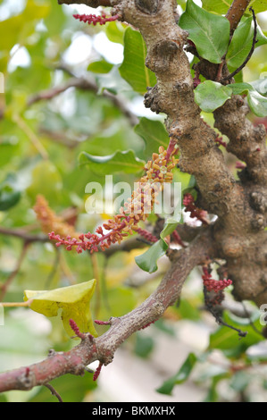 Caroubier (Ceratonia siliqua) Banque D'Images