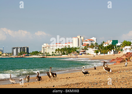 Des pélicans sur la plage de Puerto Vallarta au Mexique Banque D'Images