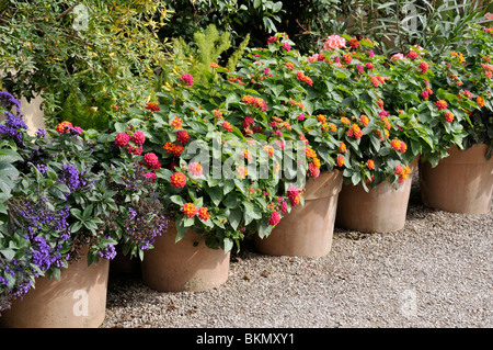 West Indian lantana (Lantana camara) Banque D'Images