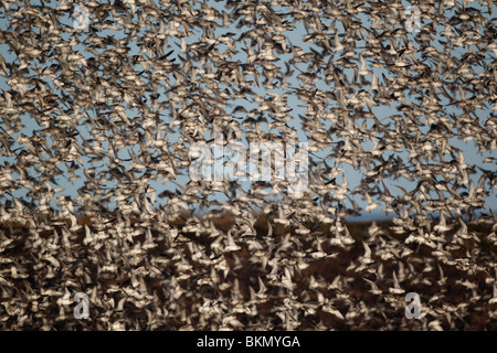 Noeud, Calidris canutus, grande bande en vol, la réserve RSPB Snettisham, Norfolk, hiver 2010 Banque D'Images