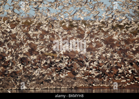 Noeud, Calidris canutus, grande bande en vol, la réserve RSPB Snettisham, Norfolk, hiver 2010 Banque D'Images