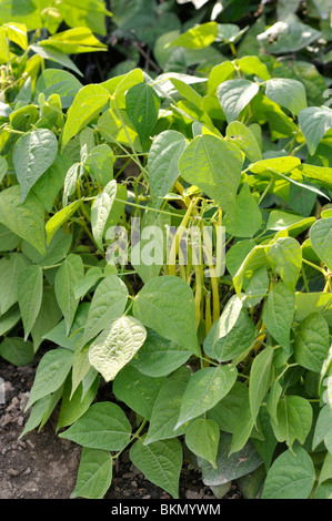 Haricot vert (Phaseolus vulgaris var. Nanus 'Valetta') Banque D'Images