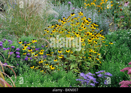 Brown-eyed susan (Rudbeckia triloba) Banque D'Images