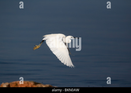 L'aigrette garzette, Egretta garzetta, seul oiseau en vol, dans l'ouest de l'Espagne, Avril 2010 Banque D'Images