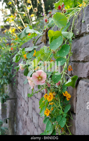 Alcea rosea (rose trémière commune) et capucine (Tropaeolum majus) Banque D'Images