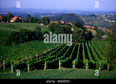 Vigne Raisin Raisin, vignes, vignoble, vignes, Schilcher Wine Route, ville de Greisdorf Greisdorf, Styrie, Autriche, de l'État Banque D'Images