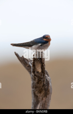 Bienvenue avaler. Hirundo neoxena. Rottnest Island, Australie de l'Ouest Banque D'Images