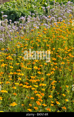 Tagètes français (Tagetes patula 'Single gold') comme engrais vert dans un jardin potager Banque D'Images