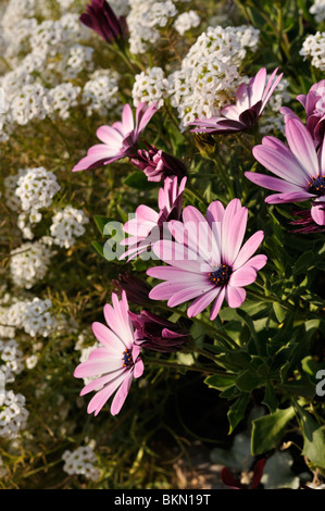 Cape marguerite (Osteospermum ecklonis 'jamboana light purple' syn. dimorphotheca ecklonis 'jamboana light purple') et sweet alyssum (lobularia Banque D'Images