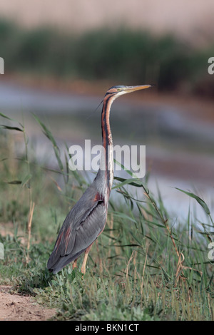 Héron pourpré Ardea purpurea, seul oiseau dans l'herbe par l'eau, l'ouest de l'Espagne, Avril 2010 Banque D'Images