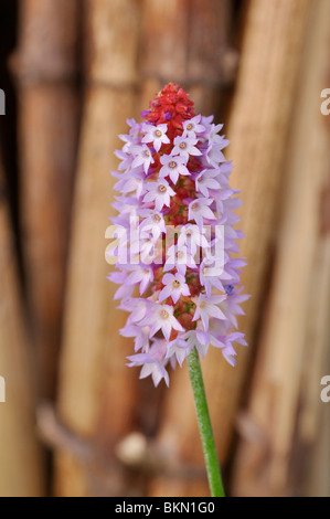 Primevère (primula vialii poker) Banque D'Images