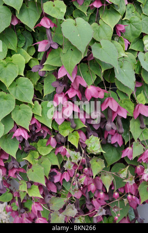 Bell purple vine (Tigridia pavonia) Banque D'Images