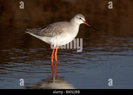 Chevalier arlequin Tringa erythropus,oiseau seul, debout dans l'eau, Norfolk, Mars 2010 Banque D'Images