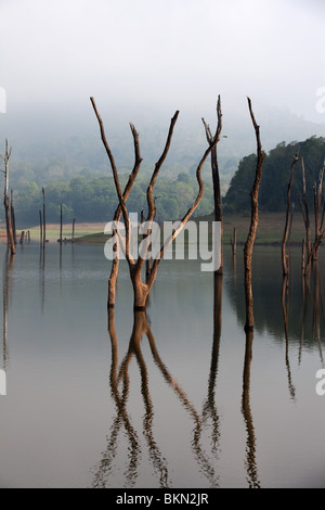 La Réserve du Lac Periyar dans mumnar l'état du Kerala en Inde Banque D'Images