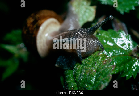 Jardin commun, ou des escargots (Helix aspersa : Helicidae) se nourrissent d'une feuille d'ortie dans un jardin UK Banque D'Images