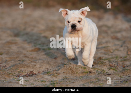 L'exécution de Bulldog anglais Banque D'Images