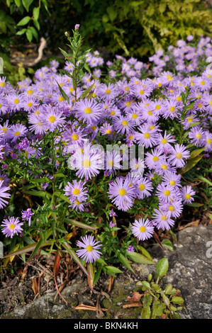 Bushy Aster (Aster dumosus 'lady in Blue') Banque D'Images