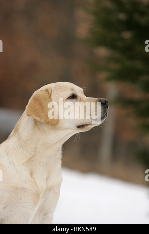 Labrador Retriever Portrait Banque D'Images