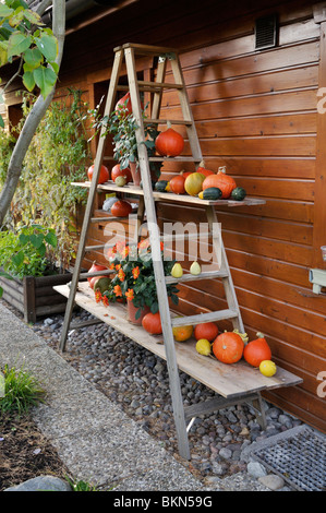 Etagere avec potirons. design : Marianne et detlef lüdke Banque D'Images