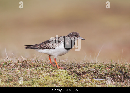 Collier, Arenaria interpres, seul oiseau debout sur l'herbe, Norfolk, hiver 2010 Banque D'Images