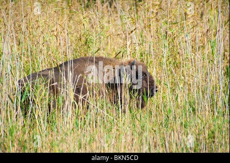 Bison Bison / bonascus Demerower / Bison d'Europe au Werder, Allemagne Banque D'Images