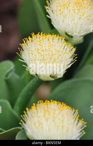 Sang blanc lily (haemanthus albiflos) Banque D'Images