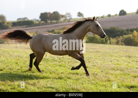 Etalon Cheval Quarab Banque D'Images