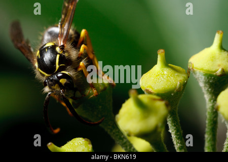 Une antenne commune yellowjacket lèche le nectar. Banque D'Images