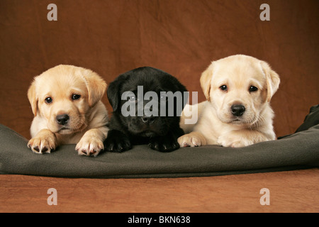 Labrador Retriever Puppies Banque D'Images