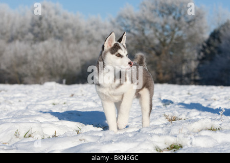 Chiot Husky Sibérien Banque D'Images