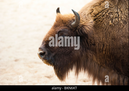 Bison Bison / bonascus Demerower / Bison d'Europe au Werder, Allemagne Banque D'Images