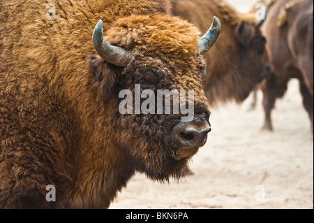 Bison Bison / bonascus Demerower / Bison d'Europe au Werder, Allemagne Banque D'Images