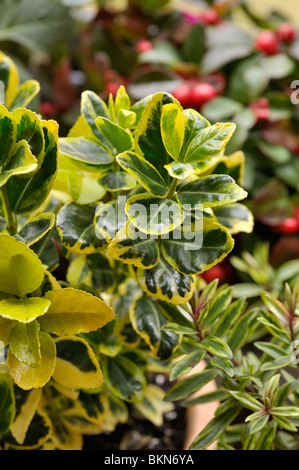 L'arbre de fusée japonaise (Euonymus japonicus 'marieke') Banque D'Images