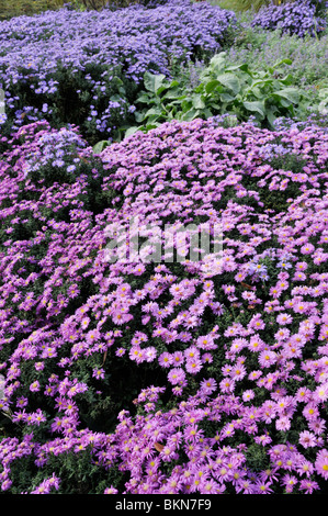 Asters bushy (Aster dumosus 'Rosenwichtel' et Aster dumosus 'Prof Anton Kippenberg') Banque D'Images