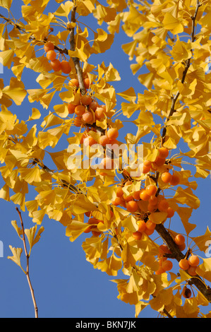 Le ginkgo (ginkgo biloba) Banque D'Images