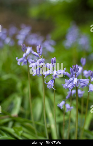 Close up shot of Bluebells à Chiswick House Park, Londres 2010 Banque D'Images