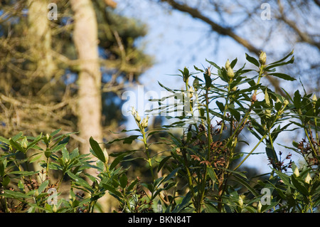 Les bourgeons sur un Rhododendron ponticum Rhododendron (commune) bush Banque D'Images