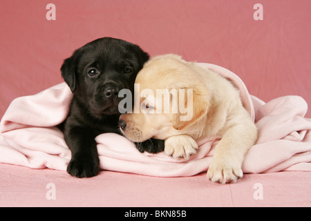 Labrador Retriever Puppies Banque D'Images