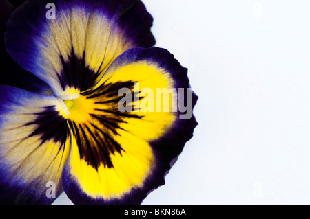 Close up of a Pansy F1 fleurs bougies minuit sur un fond blanc. Banque D'Images