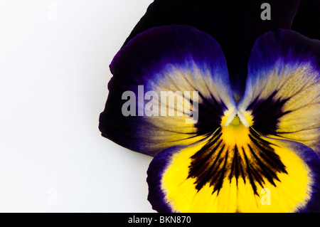 Close up of a Pansy F1 fleurs bougies minuit sur un fond blanc. Banque D'Images