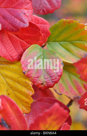 Grand fothergilla fothergilla major (onticola «' fothergilla monticola) syn. Banque D'Images