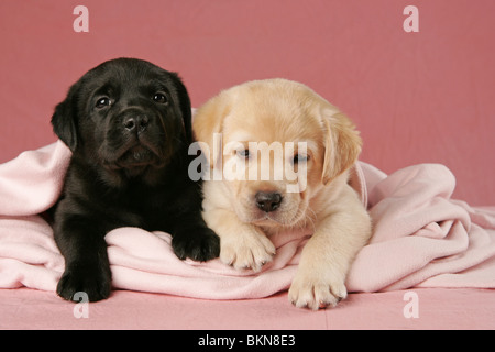 Labrador Retriever Puppies Banque D'Images