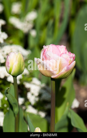 Tulip 'angélique' en fleurs au printemps Banque D'Images