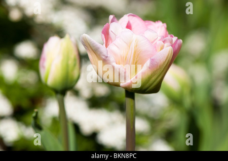 Tulip 'angélique' en fleurs au printemps Banque D'Images